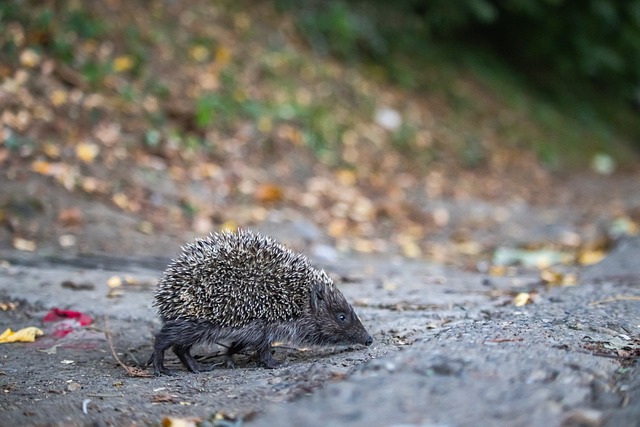 这对于球队 这对于球队