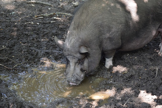 气的领袖人 气的领袖人