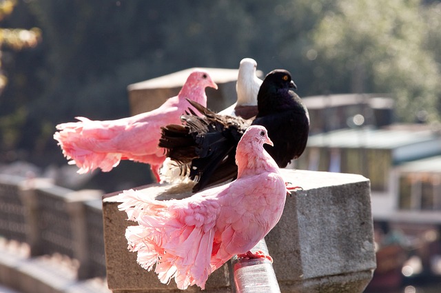 关键球员影 关键球员影